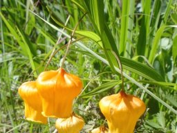 Sandersonia aurantiaca flowers